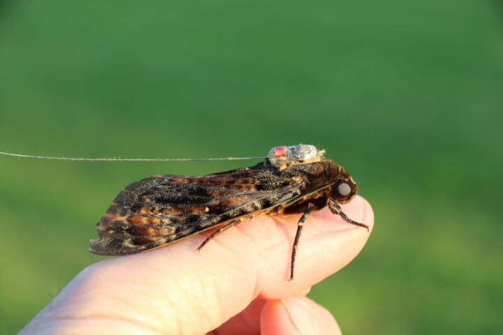 An African death’s-head hawkmoth on a transmitting mission: from the city of Con ...