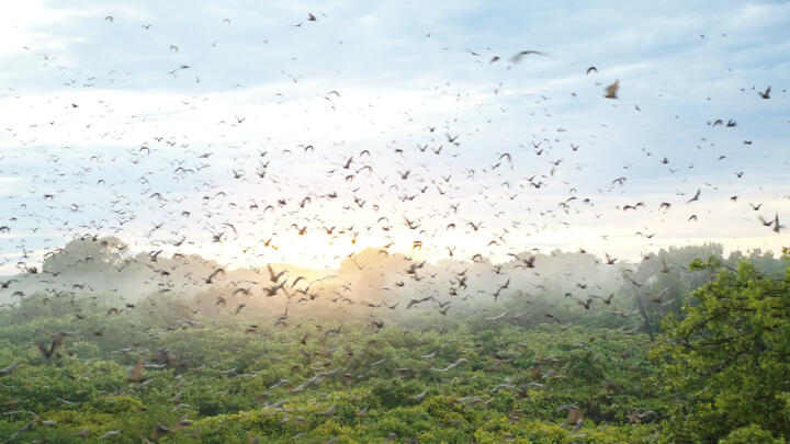 Tens of thousands of flying foxes gather at the Kasanka National Park in Zambia ...