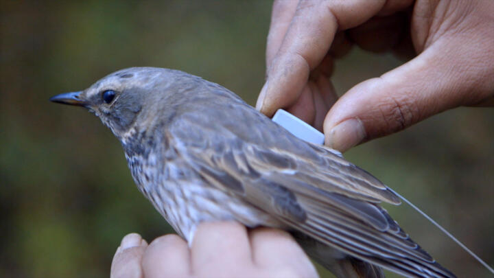 A bird is fitted with one of the new satellite transmitters weighing only five g ...