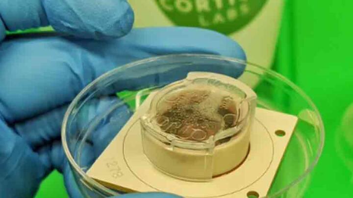 Wenn Computer leben lernen