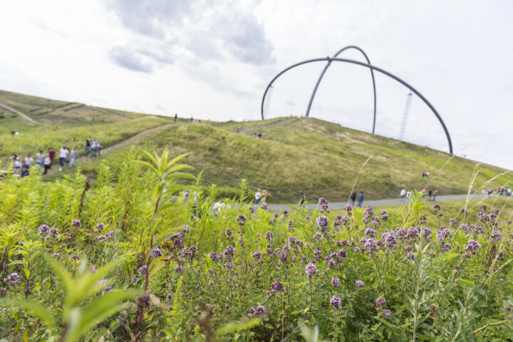 Auferstanden aus Mondlandschaften